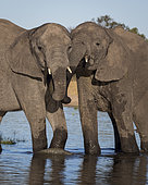 African Elephant (Laxodonta africana), two females at waterhole, Hwange National Park, Zimbabwe, July