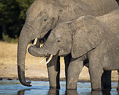 African Elephant (Laxodonta africana), two females at waterhole, Hwange National Park, Zimbabwe, July