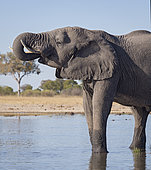African Elephant (Loxodonta africana), bull drinking at waterhole, Hwange National Park, Zimbabwe, July