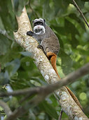 Emperor Tamarin (Saguinus imperator), Madre de Dios, Peru