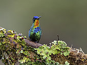 Fiery-throated Hummingbird (Panterpe insignis), male perched on lichen-covered branch, Costa Rica, October
