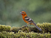 Flame-colored Tanager (Piranga bidentata), male under rain, Costa Rica, October