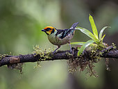 Flame-faced Tanager (Tangara parzudakii), Ecuador