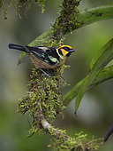 Flame-faced Tanager (Tangara parzudakii), Ecuador