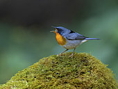 Flame-throated Warbler (Oreothlypis gutturalis), male calling. Chiriqui Highlands, Panama