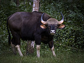 Indian Gaur (Bos gaurus), young bull, Kabini Forest, India