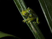 Glass frog (Teratohyla spinosa), pair in amplexus, central Panama, July