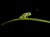 Glassfrog (Teratohyla spinosa), eyeing a flying mosquito, Darien, Panama
