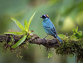 Golden-crowned Tanager (Tangara ruficervix), Ecuador
