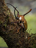Rhino beetle (Golofa eacus), male, Abra-Patricia reserve, Peru