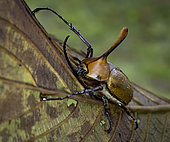 Rhino beetle (Golofa eacus), male, Abra-Patricia reserve, Peru