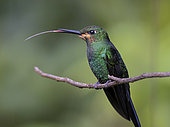 Green-crowned Brilliant (Heliodoxa jacula), young male in transition plumage to adult, showing tongue, Chiriqui Highlands, Panama