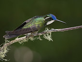 White-throated Mountain-gem (Lampornis castaneoventris), male, Costa Rica