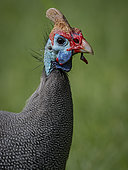Helmeted Guineafowl (Numida meleagris), Western Cape, South Africa