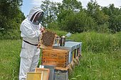 Apiculteur enfumant des ruches lors du contrôle hebdomadaire du rucher. Abeilles Buckfast : croisement entre abeilles italiennes et abeilles noires, Lacarry, La Soule, Pays Basque, France