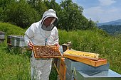 Mountain beekeeper controlling his colony of Buckfast bees, Lacarry, La Soule, Basque Country, France
