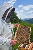 Apiculteur présentant sa colonie d'abeilles de race Buckfast. Caractéristiques : prolifiques et reconnues pour leur douceur comportementale, Lacarry, La Soule, Basque Country, France