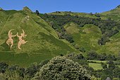 Vegetal pattern: couple of dancers. Vegetable heart of Osse-en-Aspe, Aspe Valley, Pyrénées Atlantiques, France