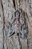 Convolvulus Hawk-moth (Agrius convolvuli)