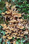 Honey mushroom (Armillaria mellea) at the foot of a tree in a wood, autumn, Finistère, France