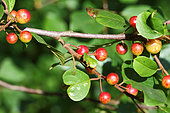 Glossy Buckthorn (Rhamnus frangula) fruits in early summer, Finistère, France