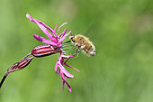 Large bee fly (Bombylius major) sucking nectar from a ragged robin flower hovering in a meadow, summer, Finistère, France