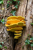 Chicken of the Woods (Laetiporus sulphureus) parasitizing the trunk of a chestnut tree, autumn, Finistère, France