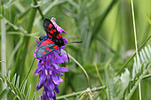 Five-spot Burnet (Zygaena trifolii) gathering a vetch in a meadow, Spring, Finistère, France