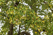 Littleleaf linden (Tilia cordata), Bouxwiller, Bastberg, Alsace, France