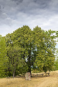 Goethe's linden in summer, Littleleaf linden (Tilia cordata), a remarkable tree, planted in the middle of the 19th century at Bastberg, Bouxwiller, Alsace, France