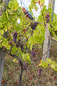 Grape bunch 'Pinot gris' in a vineyard in summer, Bouxwiller, Alsace, France