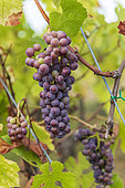 Grape bunch 'Pinot gris' in a vineyard in summer, Bouxwiller, Alsace, France