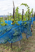 Protection nets on vines against bird damage in summer, Bouxwiller, Alsace, France