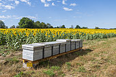 Beehives positioned in front of a field of sunflowers in summer, Moselle, France