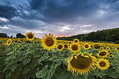 Field of sunflowers at sunset in summer, Moselle, France