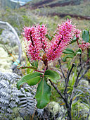 Cunionaceae Cunonia (Cunonia purpurea) in bloom, Mont Dore, endemic New Caledonia