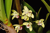 Blotched cane orchid (Dendrobium gracilicaule) endemic to south New Caledonia
