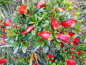 Thiollierea (Thiollierea campanulata) en fleurs, Mont Dore, Rubiacée endémique de la Nouvelle Calédonie