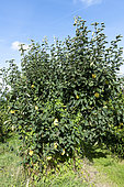 Quince tree in fruit in summer, Pas-de-Calais, France
