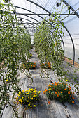 Tomatoes and Marigold (Tagetes sp) in a greenhouse in summer, Pas-de-Calais, France