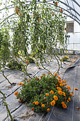 Cornue des Andes' tomatoes and Marigold (Tagetes sp) in a greenhouse in summer, Pas-de-Calais, France