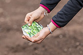 Lamb's lettuce seedling in summer vegetable garden, Moselle, France