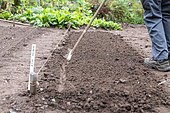 Lamb's lettuce seedling in summer vegetable garden, Moselle, France - cover the seeds,