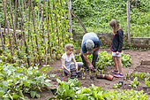 Grandfather and his granddaughters gardening in a vegetable garden in summer, Moselle, France