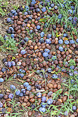Quetsche plums fallen at the foot of the tree in summer, Alsace, France