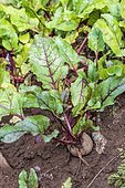 Red Beet in a vegetable garden in summer, Moselle, France