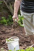 Lettuce harvest in the vegetable garden in summer, Moselle, France