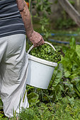 Lettuce harvest in the vegetable garden in summer, Moselle, France
