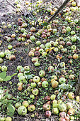 Apples fallen at the foot of the tree in summer, Moselle, France
