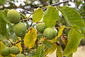 Walnut in its fleshy husk on the tree in summer, Alsace, France